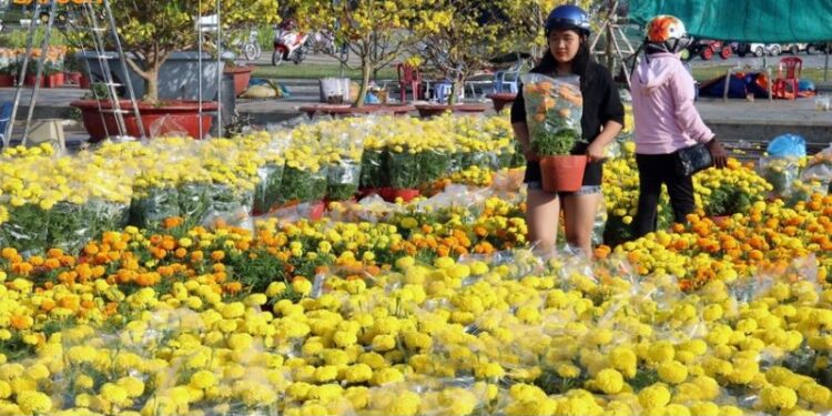 Review Chợ Hoa Hậu Giang – Điểm đến nổi tiếng dịp Tết 2025 5 chợ hoa hậu giang