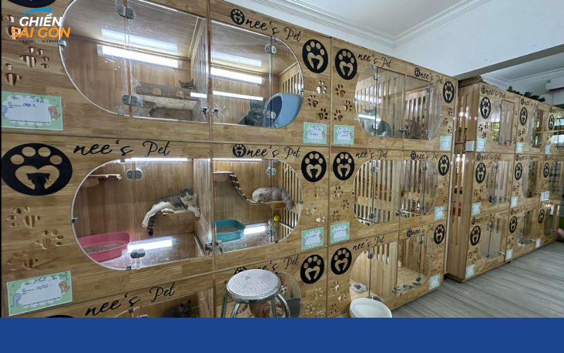 giữ chó mèo ngày tết tphcm