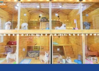 giữ chó mèo ngày tết tphcm