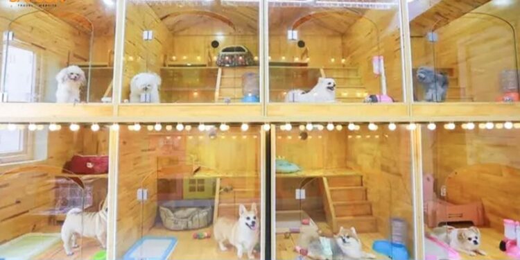 Top 9 địa chỉ giữ chó mèo ngày Tết TPHCM tiện lợi năm 2025 10 giữ chó mèo ngày tết tphcm