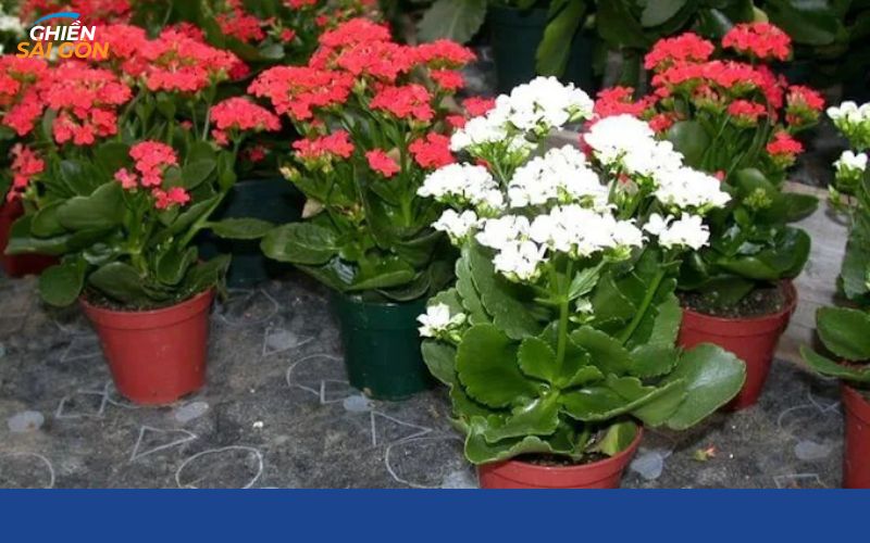 Khám phá chợ Bình Trưng nằm ở đâu? Bán gì? Giá cả như thế nào? 13 chợ bình trưng