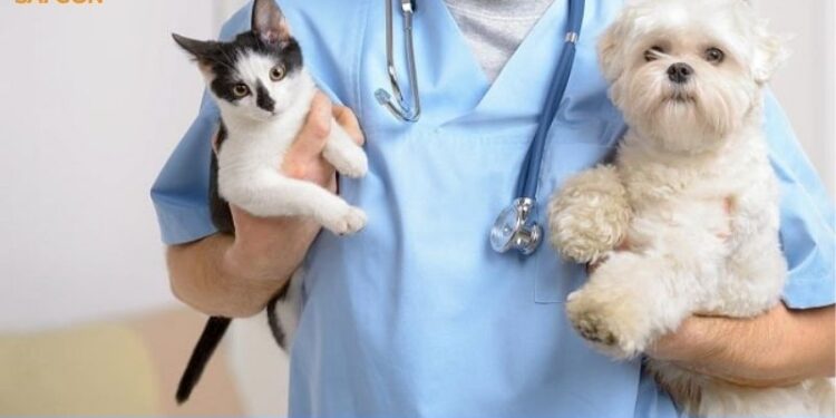 7 phòng khám thú y quận 1 được nhiều khách hàng tin tưởng 8 phòng khám thú y quận 1